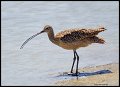 _3SB5597 long-billed curlew